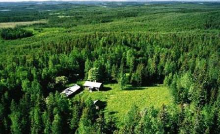 Swedish_Woods